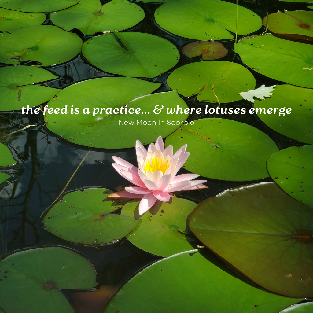 the feed is a practice... & where lotuses emerge